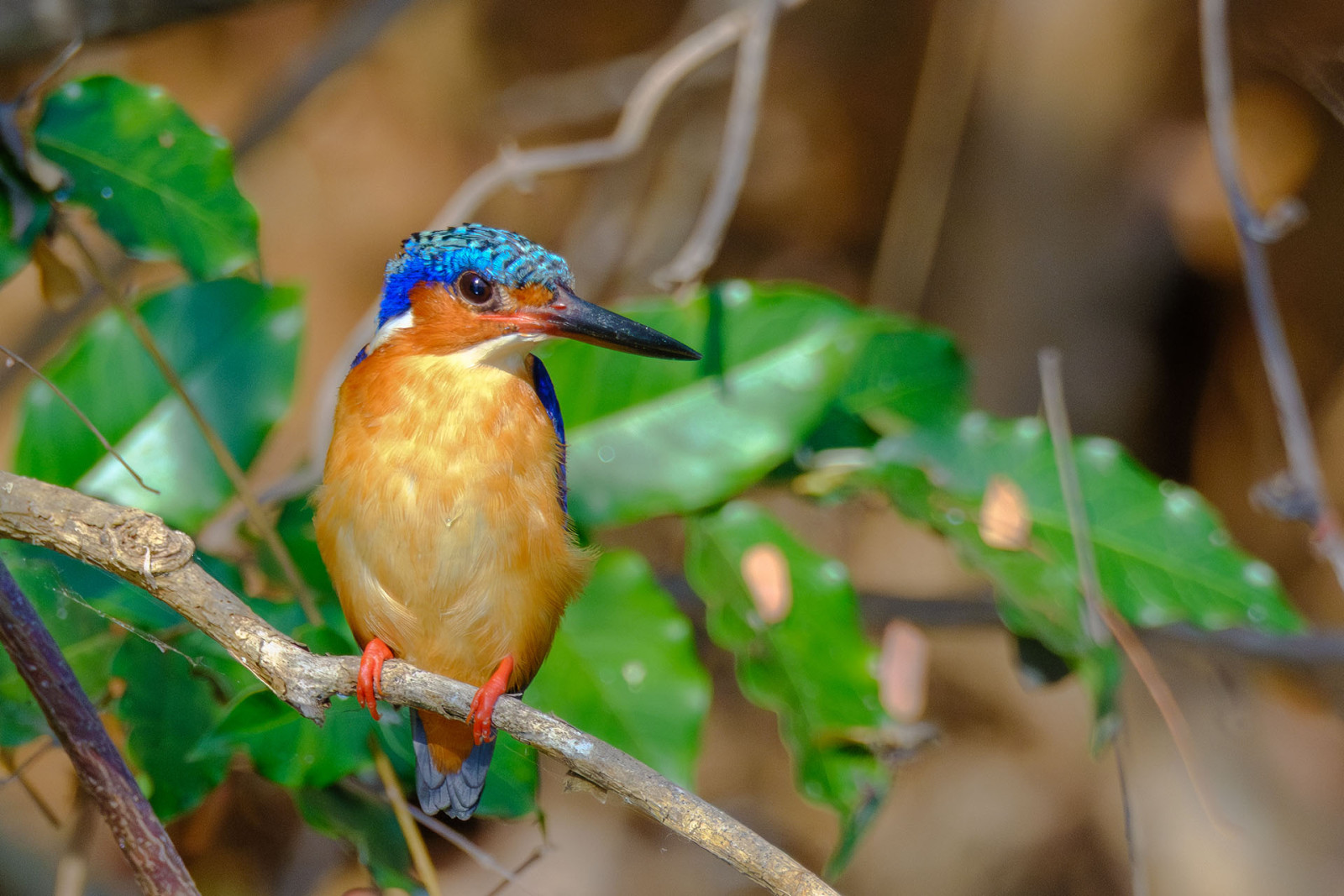 image Malagasy Kingfisher
